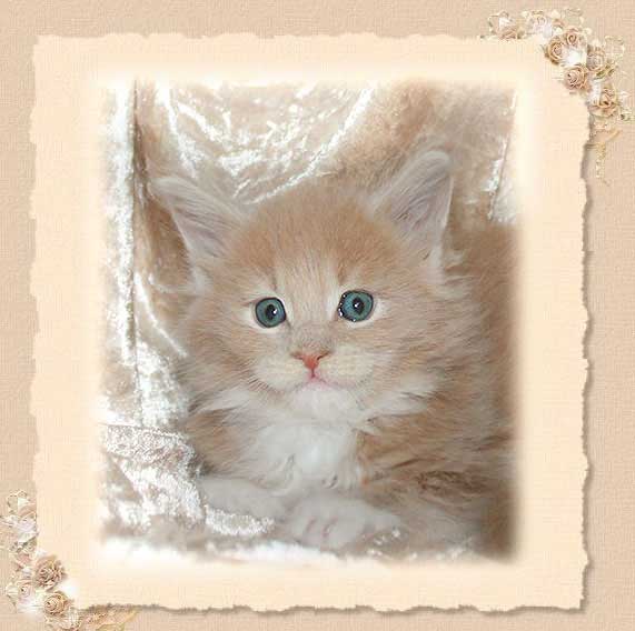 Nikki-4W2