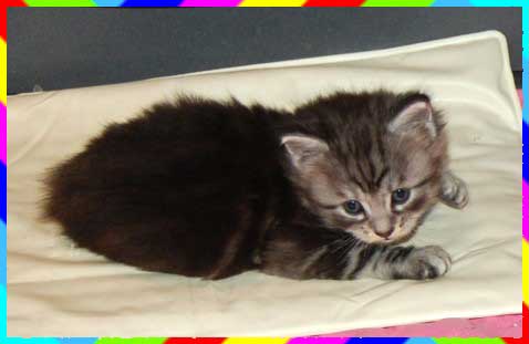 gismo18